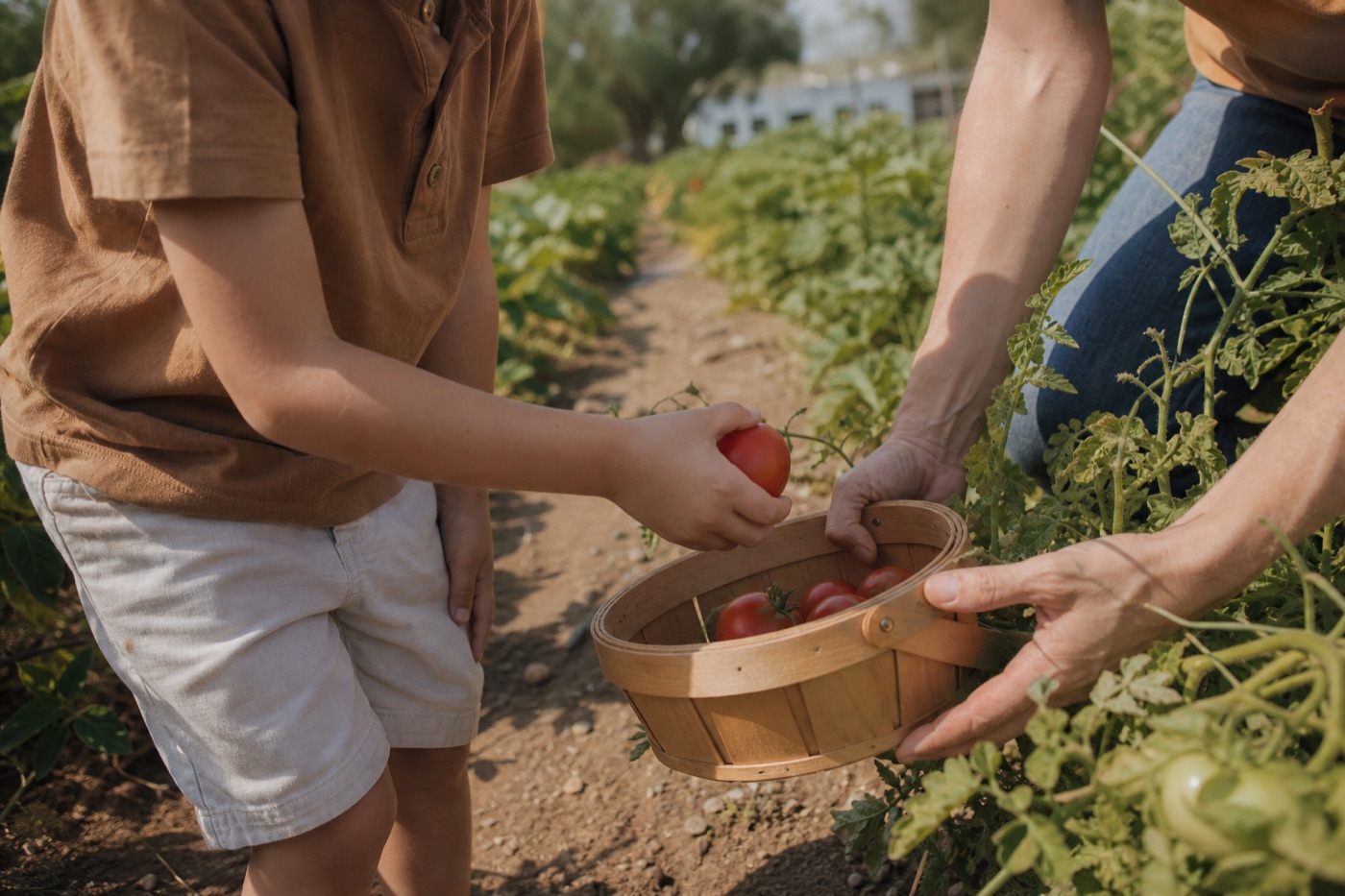 Parent and child hands picking tomatoes in a Las Vegas orchard row