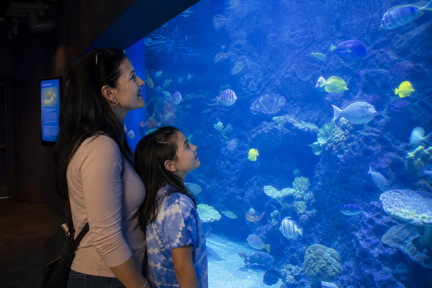 Parent and child looking into a blue aquarium tank in Las Vegas